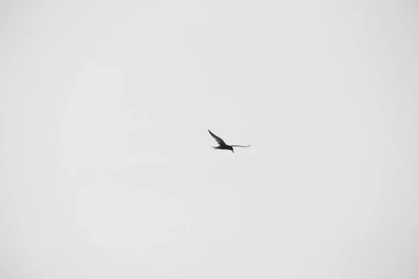 Larus argentatus. Pták na obloze. Černobílá fotografie — Stock fotografie