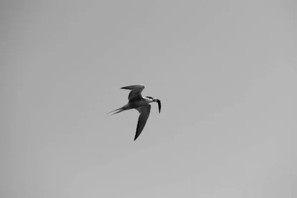Larus argentatus. Um pássaro com um peixe no bico no céu. Bla... — Fotografia de Stock