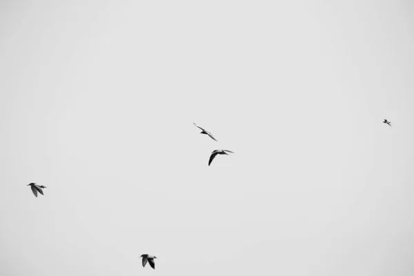Larus argentatus. Birds in the sky. Black and white photo — Stock Photo, Image