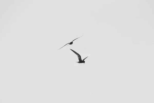Larus argentatus. Vogel in de lucht. Zwart-wit foto — Stockfoto