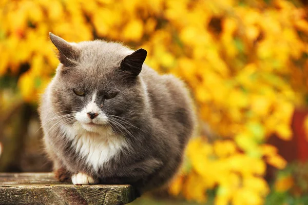 Кіт на тлі осені. Осінь — стокове фото