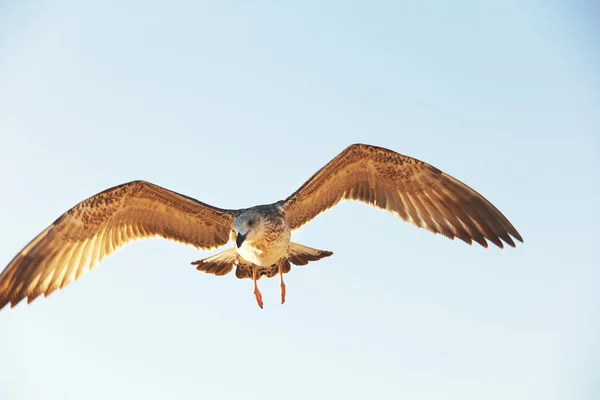 Larus armentatus. Серебряная чайка в небе. Птицы — стоковое фото