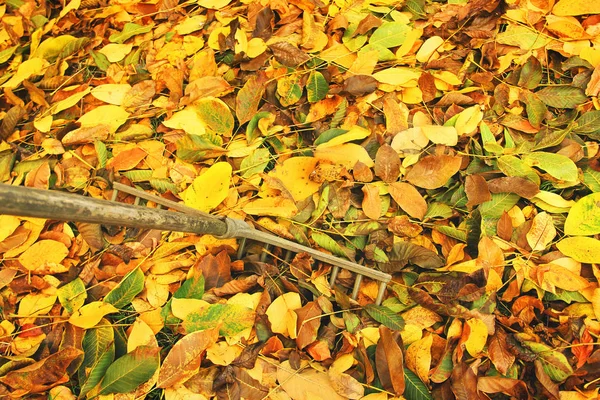 Hermoso otoño. Rastrillo y hojas caídas —  Fotos de Stock