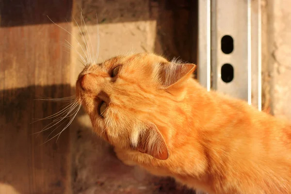 Beautiful red cat close up — Stock Photo, Image