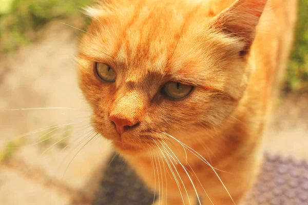 Hermoso gato rojo de cerca . — Foto de Stock