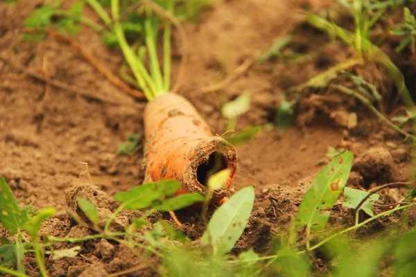 Cenoura no jardim de perto. Produtos hortícolas — Fotografia de Stock