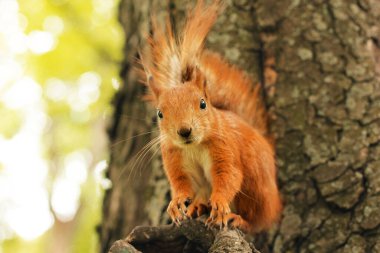 Sciurus. Kemirgen. Ağaçtaki sincap. Parktaki güzel kırmızı sincap