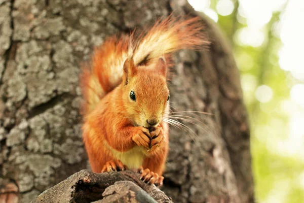 シウラス ロデント リスは木の上に座って食べます 公園の美しい赤いリス — ストック写真