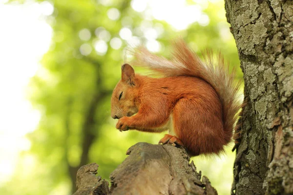 シウラス ロデント リスは木の上に座って食べます 公園の美しい赤いリス — ストック写真