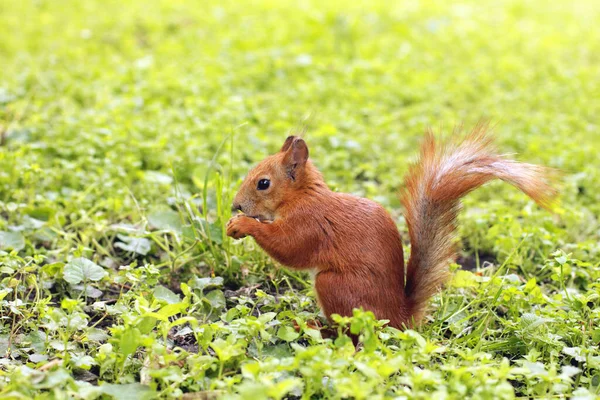 シウラス ロデント リスは草の上に座って食べます 公園の美しい赤いリス — ストック写真