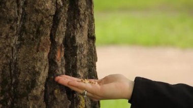 Sincap bir elden fındık yer. Parktaki sincap.