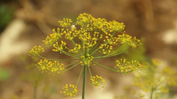 Цвітіння Кропу Саду Легкий Бризweather Condition — стокове відео