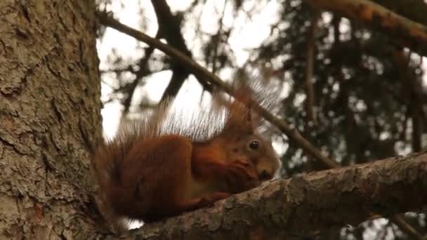 Das Eichhörnchen Frisst Eine Nuss Einem Baum Eichhörnchen Park — Stockvideo