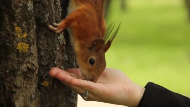 リスは手からナッツを食べる 公園内のリス — ストック動画