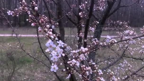 Árboles Florecientes Bosque — Vídeo de stock