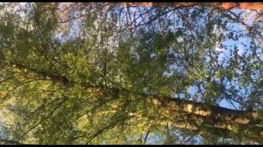 Ağaçların tepeleri gökyüzüne karşı. Orman