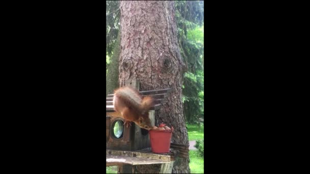 Das Eichhörnchen Frisst Eine Nuss Eichhörnchen Park — Stockvideo