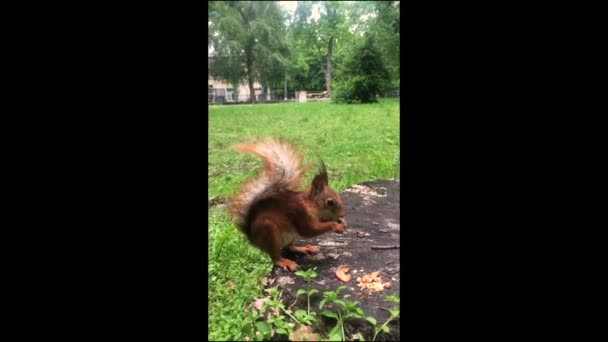 リスはナッツを食べる 公園内のリス — ストック動画