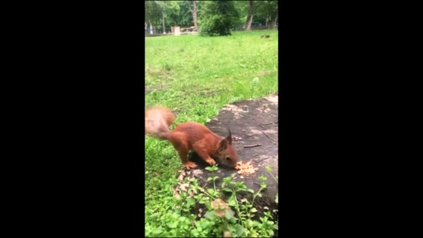 Σκίουρος Τρώει Ένα Καρύδι Σκίουρος Στο Πάρκο — Αρχείο Βίντεο
