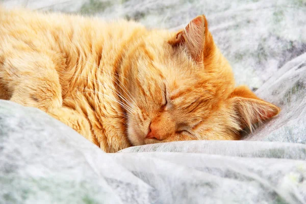 Gato Ruivo Está Dormindo Rua Animal Estimação Gato Perto — Fotografia de Stock