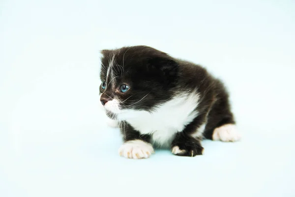 Beautiful Kitten Isolated Cat Small Kitten Blue Eyes Cat Blue — Stock Photo, Image