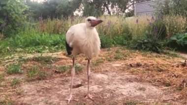 Beyaz bir leylek bahçede yürüyor. Yeşillik arka planında ince bir kuş. Bahçedeki kuş
