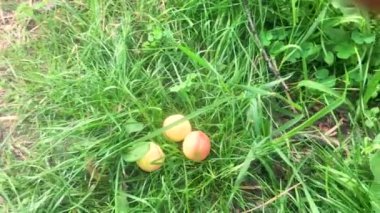 El, bahçede kayısı topluyor. Bahçede kayısılar