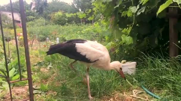 Uma Cegonha Branca Caminha Pelo Jardim Pássaro Esbelto Fundo Vegetação — Vídeo de Stock