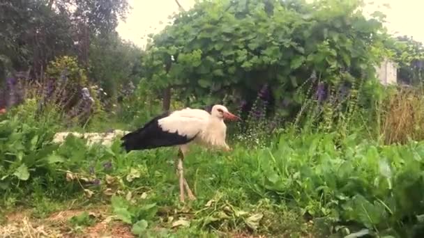 Ein Weißstorch Spaziert Durch Den Garten Ein Schlanker Vogel Auf — Stockvideo