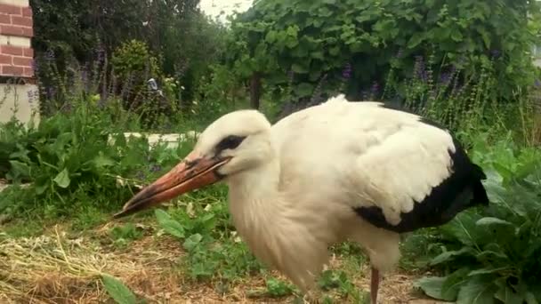 Uma Cegonha Branca Caminha Pelo Jardim Pássaro Esbelto Fundo Vegetação — Vídeo de Stock