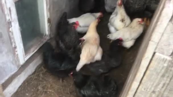 Pollos Pueblo Pollos Gallineros Vida Gallinas Huevos Pollo — Vídeo de stock