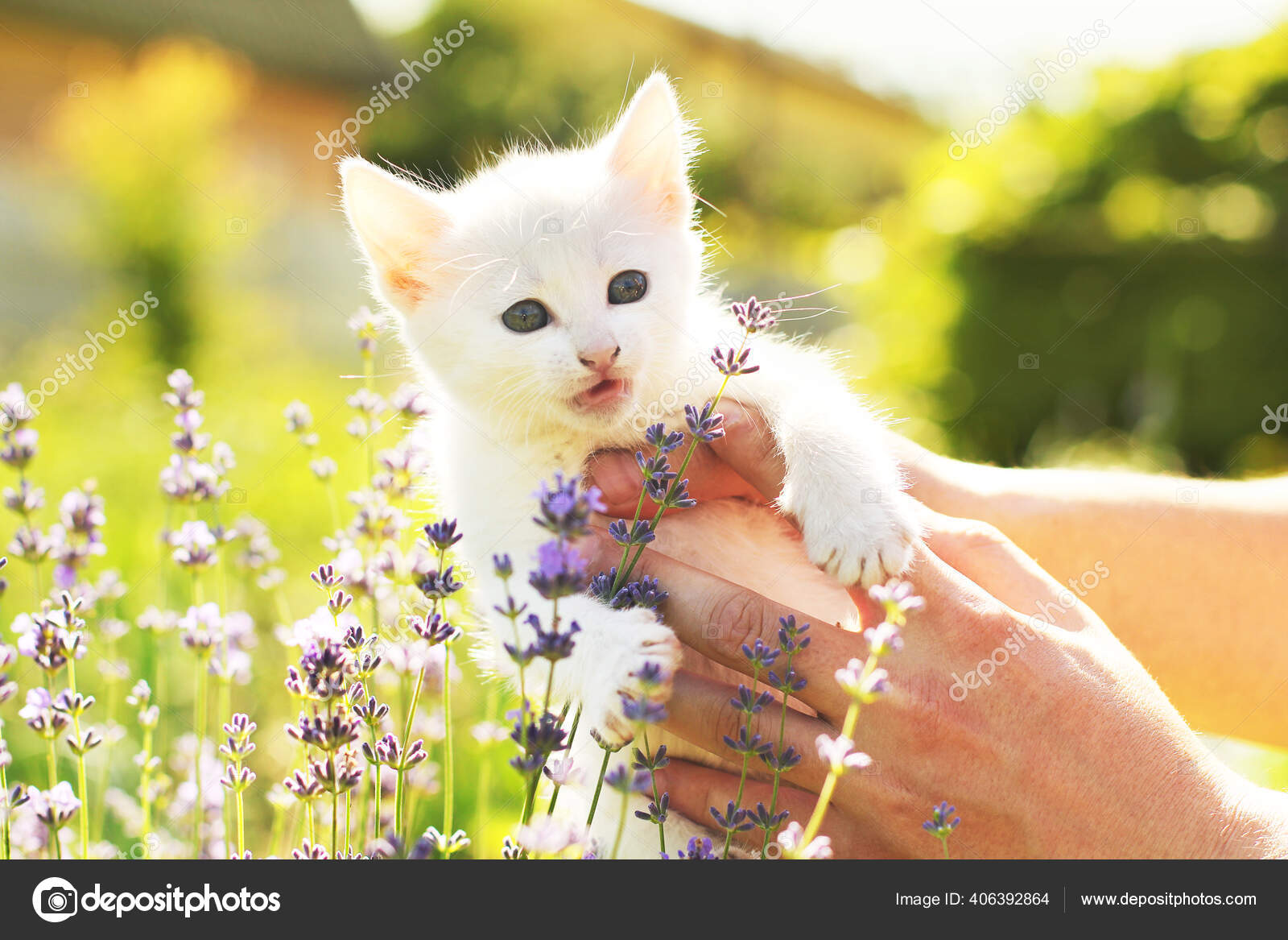 白猫在手猫和花凯蒂kitty 一只宠物背景 图库照片 C Amor7 白猫在手猫和花凯蒂kitty 一只宠物背景 图库照片 C Amor7