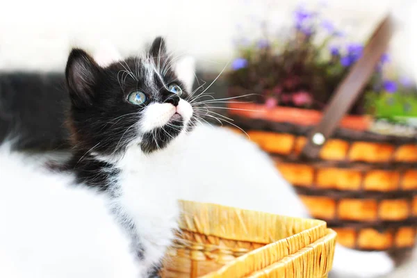 Schwarze Katze Einem Korb Kätzchen Mit Einem Großen Schnurrbart Ein — Stockfoto