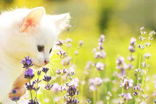 Beyaz Kedi Ellerinde Kedi Çiçekler Kedicik Evcil Hayvan Arkaplan — Stok fotoğraf
