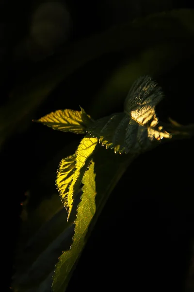 Folhas Sombra Folhas Num Raio Sol Contexto Amarelo Verde — Fotografia de Stock