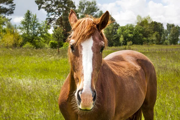Ein Schönes Pferd Blickt Die Kamera Pferd Auf Einem Feld — Stockfoto
