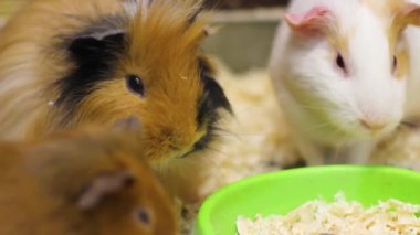 Kobay faresi yaklaş. Evcil hayvan