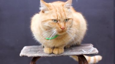Güzel bir kızıl kedi ilgili görünüyor. Kızıl saçlı avcı. Güzel kedi yalan söylüyor