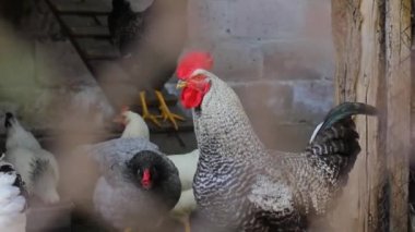 Tavuk ve horoz kümeste. Evcil kuş. Ahır