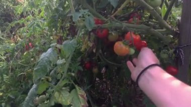 Bahçede el parçalayan domatesler.