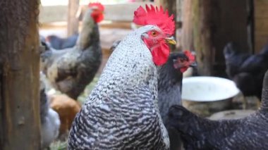 Tavuk ve horoz kümeste. Evcil kuş. Ahır