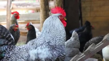 Tavuk ve horoz kümeste. Evcil kuş. Ahır