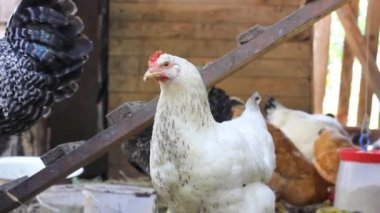 Tavuk kümesinde tavuklar. Evcil kuş. Ahır