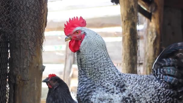 Kippen Haan Het Kippenhok Huisvogel Schuur — Stockvideo