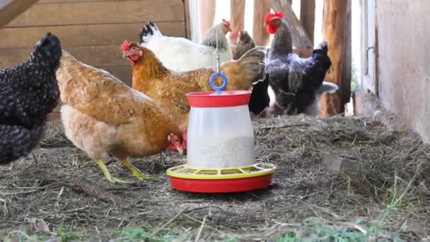 Poulets Coqs Dans Poulailler Oiseau Domestique Grange — Video