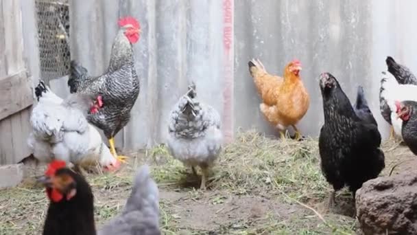 Polli Gallo Nel Pollaio Uccello Domestico Fienile — Video Stock