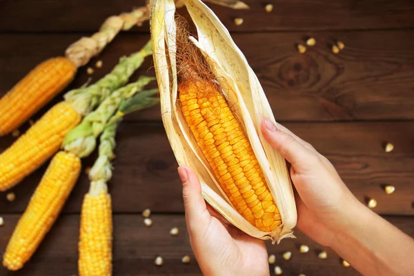 Kukorica Sárga Kukorica Közeledik Kukorica Kézben — Stock Fotó