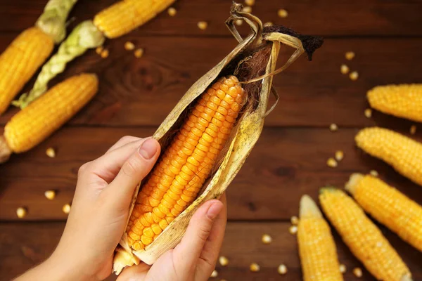 Mais Gelber Mais Aus Nächster Nähe Mais Den Händen — Stockfoto