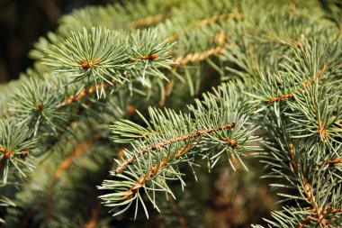 Spruce dalları kapanır. Doğa. Arkaplan