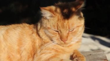 Caddede güzel bir kızıl kedi yatıyor. Kedi güneşin tadını çıkarıyor.